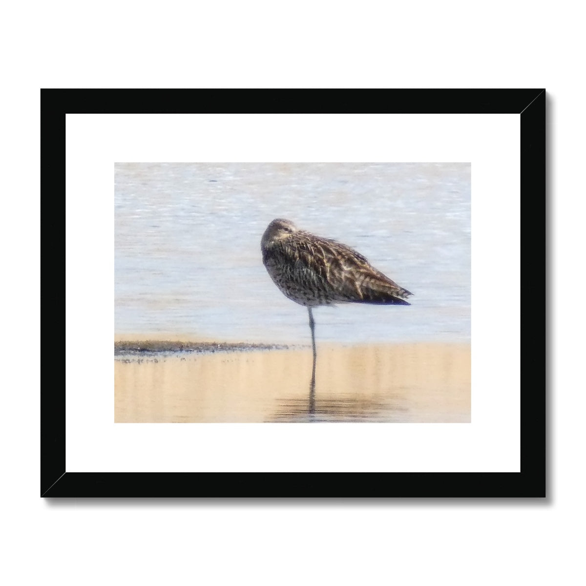 "Sleepy Sandpiper - Photo Art" Framed & Mounted Print