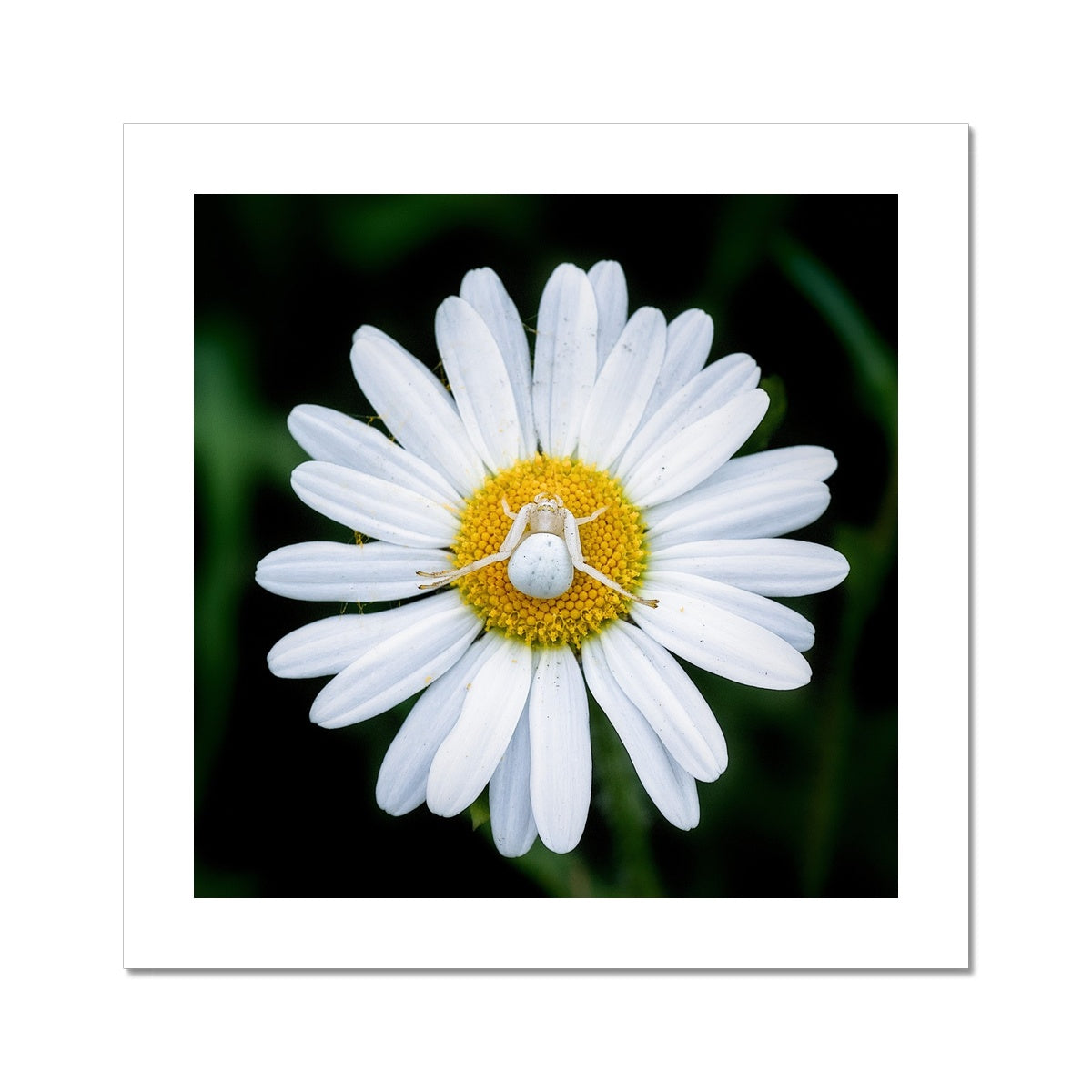 "Sunbathing" Fine Art Print