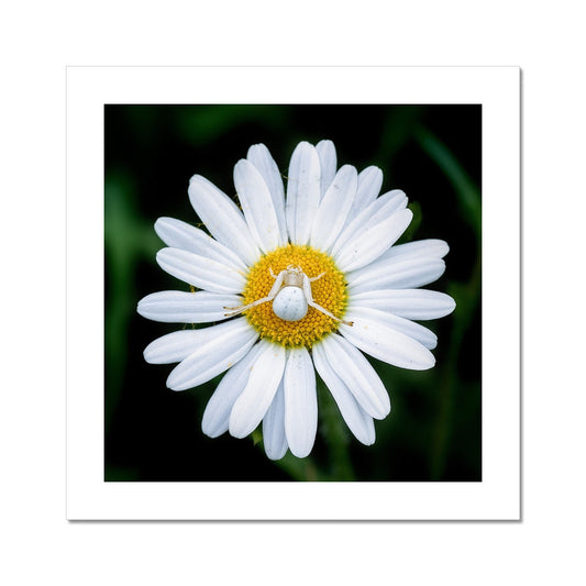 "Sunbathing" Fine Art Print
