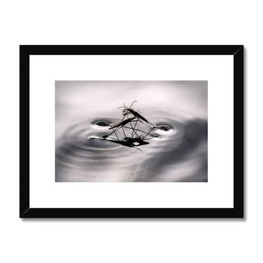 "Insex" Framed & Mounted Print