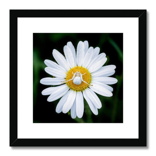 "Sunbathing" Framed & Mounted Print