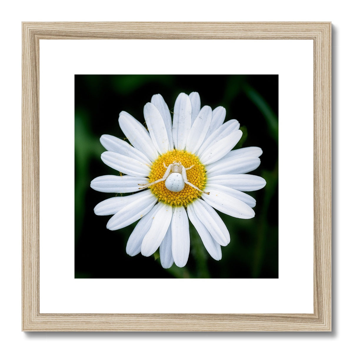 "Sunbathing" Framed & Mounted Print