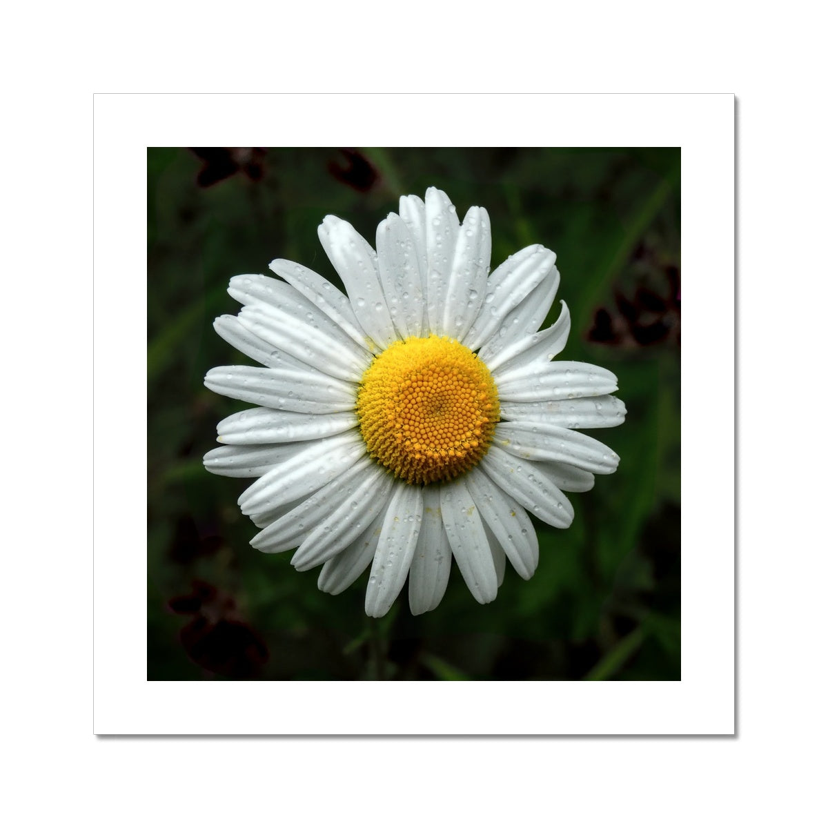 "Daze" Fine Art Print
