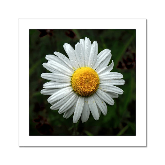 "Daze" Fine Art Print