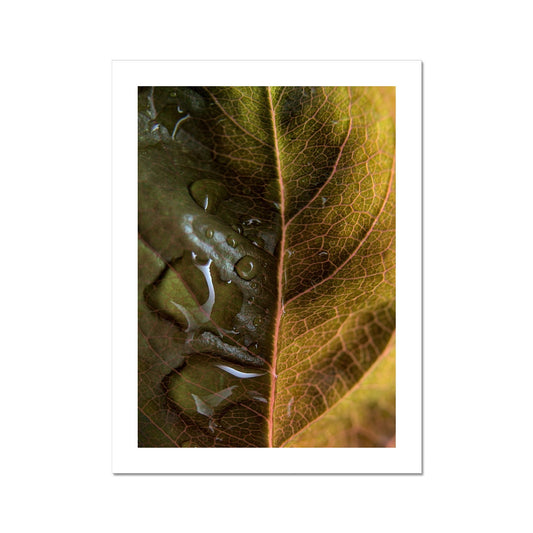 "Sun Rise on Leaf" Fine Art Print