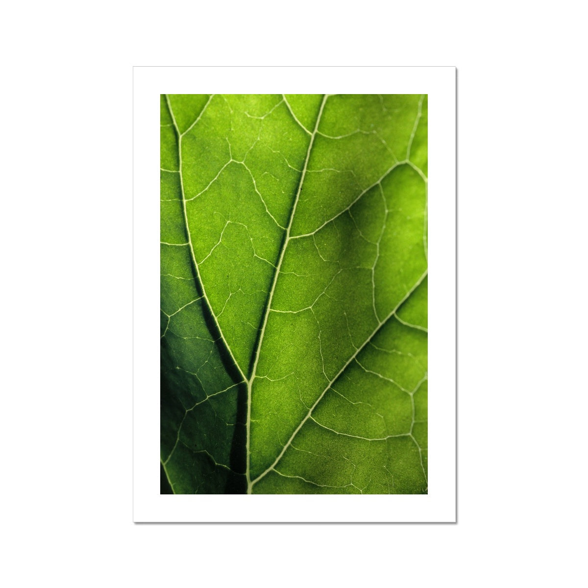 "Veins" Fine Art Print