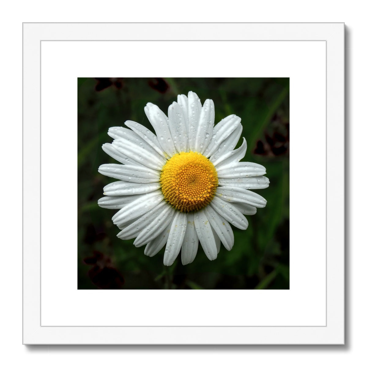 "Daze" Framed & Mounted Print