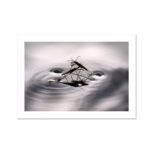 "Insex" Fine Art Print