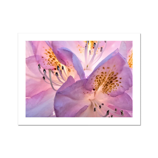 "Lily Peru" Fine Art Print