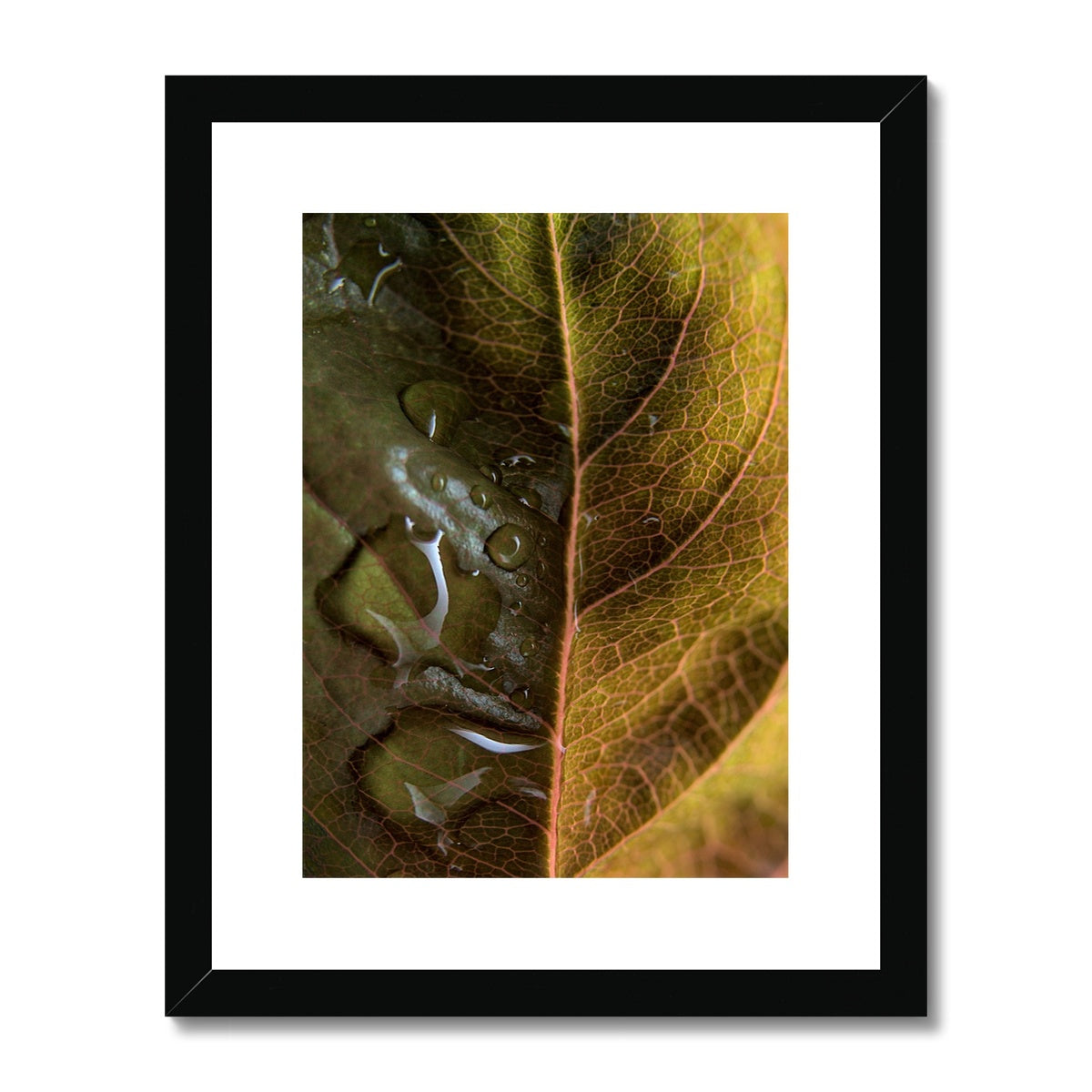 "Sun Rise on Leaf" Framed & Mounted Print