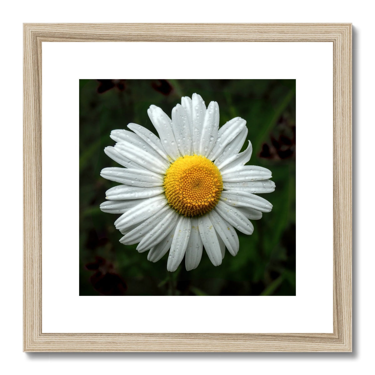 "Daze" Framed & Mounted Print
