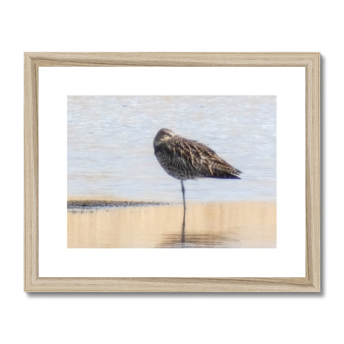 "Sleepy Sandpiper - Photo Art" Framed & Mounted Print