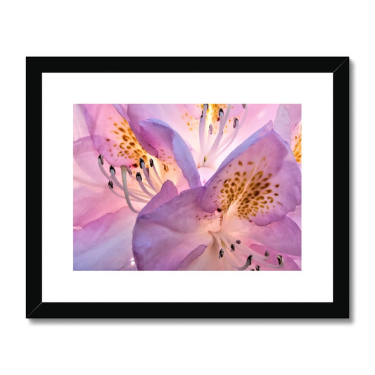 "Lily Peru" Framed & Mounted Print